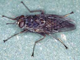 Tsetse Fly 2