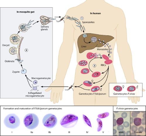 Plasmodium lifecycle